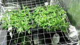 Malla Tutora / Especial para plantas trepadoras y para cultivo de cannabis